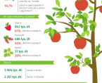 Międzynarodowy Dzień Owoców - 1 lipca 2018 r. (infografika) Foto