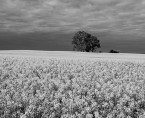 Badanie plonów zbóż oraz rzepaku i rzepiku Foto