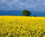 Badanie plonów zbóż oraz rzepaku i rzepiku Foto
