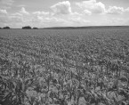 Badanie plonów niektórych ziemiopłodów rolnych (formularz R-r-pw) Foto